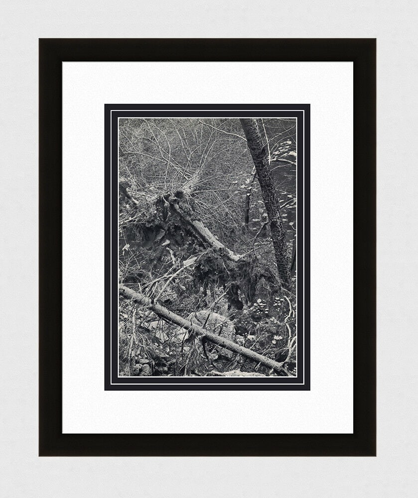 Walter Peterhans Nature Still Life 1930's photogravure: Walter Peterhans. (German, 1897 - 1960). Nature Still Life. Antique Photogravure. 1937-1940. Excellent. Teriade. Draeger Freres. Image size 9 1/8 x 13 5/8 inches. Approximately 16 x 17 inches. This