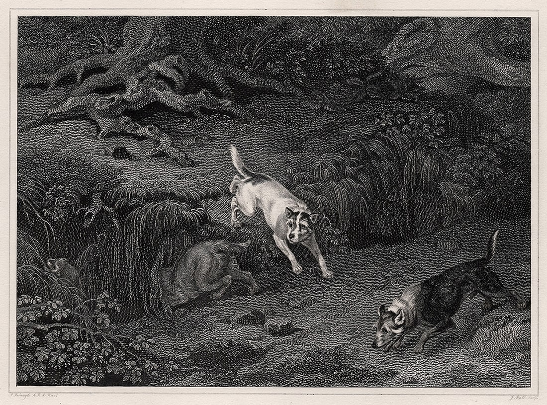 PHILIP REINAGLE 1800s Engraving TERRIERS & POLECAT Framed SIGNED: Philip Reinagle (British, 1749-1833). Terriers. Antique engraving on wove paper after the original by master engraver John R Scott (John Scott Junior) (British, 1827-1835 fl.). Year: c. 1820. Signed i