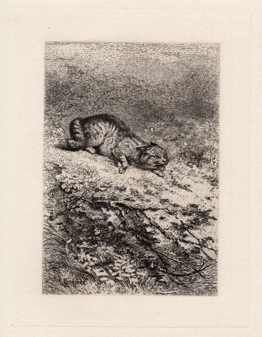 Karl Bodmer Cats etching signed (1 of 2)
