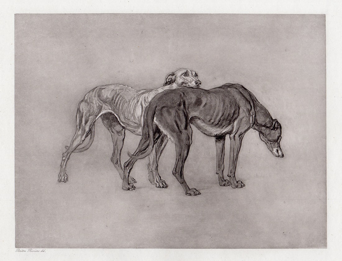 Briton Riviere 1892 Antique Print Greyhounds signed Framed: Briton Riviere (British, 1840-1920). Greyhounds. Antique heliogravure on thick wove paper after the original painting by a Master Engraver. 1892. Signed in the plate, lower left. Excellent. Image size