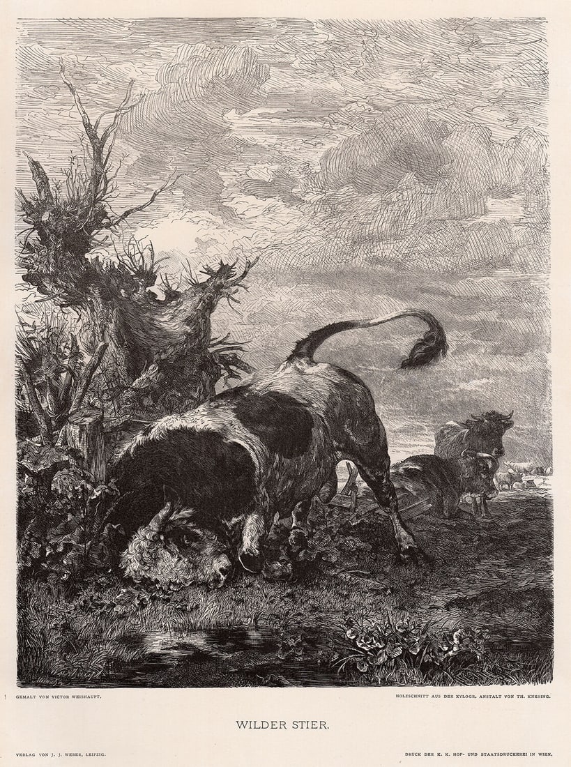 Victor Weishaupt 1887 woodcut Wilder Stier (Wild Bull) signed: Victor Weishaupt. (German, 1848 - 1925). Wilder Stier (Wild Bull). Antique woodcut on wove paper after the original painting by master wood engraver Theodor Knesing (1840-). 1887. Signed in the Plate.