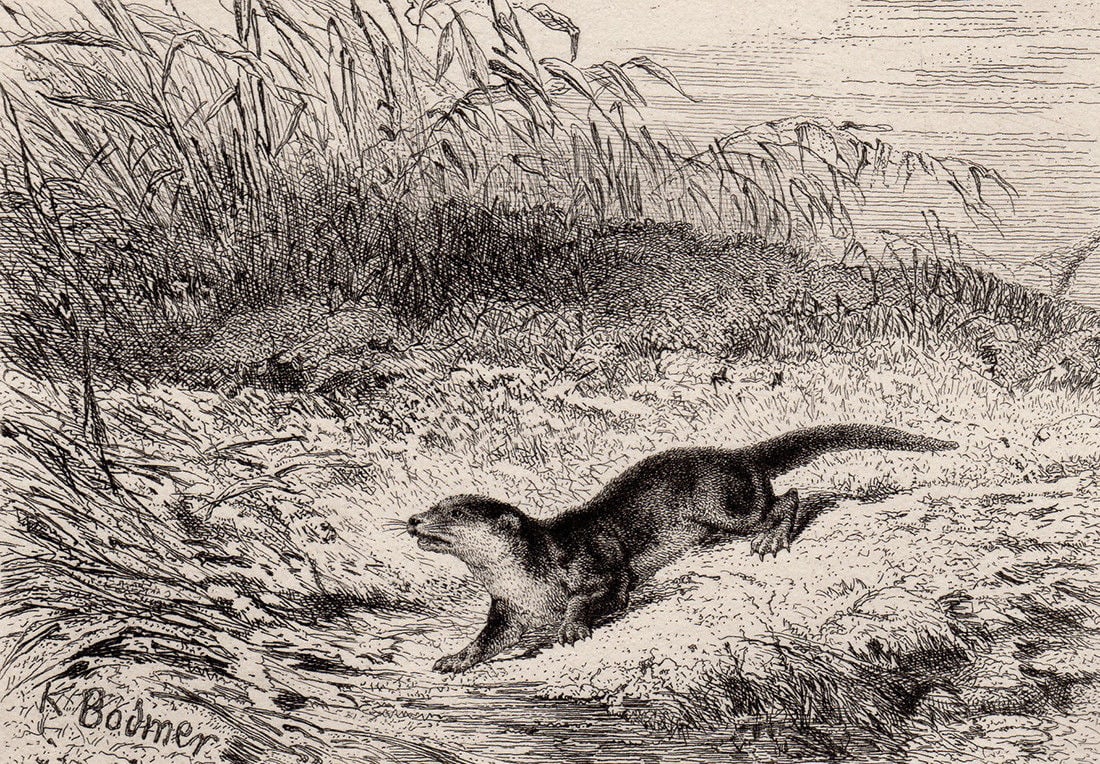 Karl Bodmer Otter 1872 etching - 2