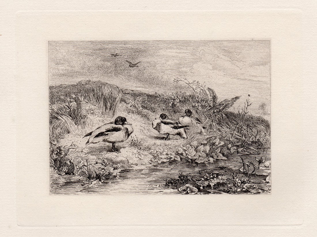Karl Bodmer Ducks 1872 etching: Karl Bodmer. (Johann Carl Bodmer) (Swiss, 1809-1893). "Ducks". Antique etching on thick laid paper. 1872. Excellent. Image size 4 3/4 x 5 3/8 inches. Approximately 13 x 15 inches. This piece has been 