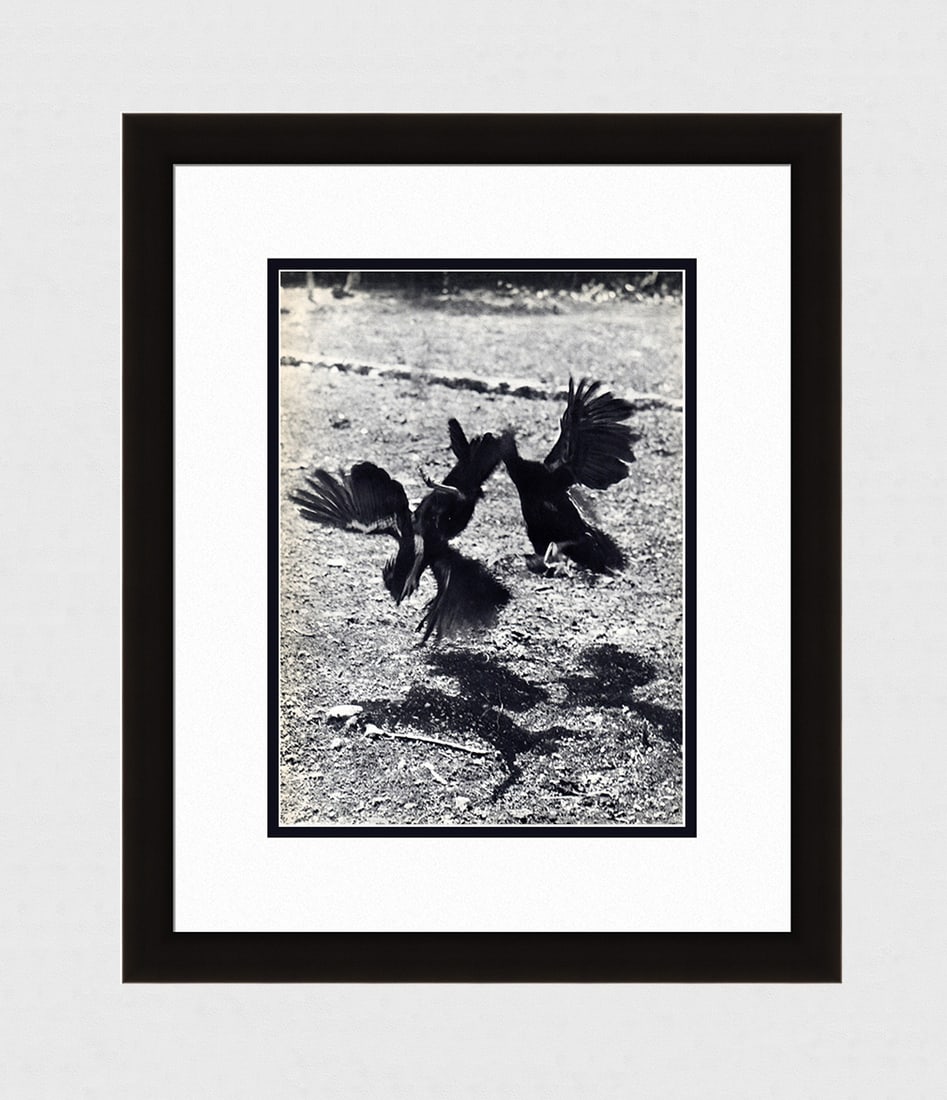 Elizabeth Hibbs Birds Fighting 1930's photogravure: Elizabeth. R. Hibbs. Birds Fighting. Antique Photogravure. 1937-1940. Excellent. Teriade. Draeger Freres. Image size 9 3/4 x 13 1/2 inches. Approximately 19 x 23 inches. This piece has been