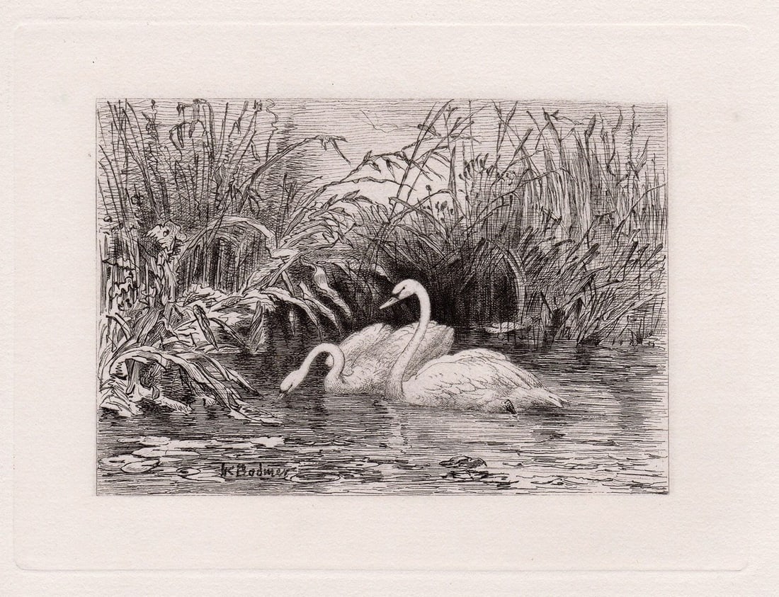 1872 Karl Bodmer Elegant Swans etching signed Signed: Karl Bodmer. (Johann Carl Bodmer) (Swiss, 1809-1893). Swans. Antique etching on thick laid paper. 1872. Signed in the plate, lower left. Excellent. Image size 4 5/8 x 6 3/8 inches. Approximately 14 x 