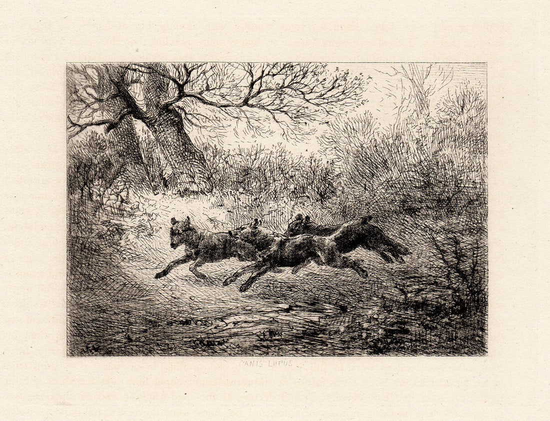Jules Veyrassat Hunting Wolves etching signed: Jules Jacques Veyrassat. (French, 1828 - 1893). Wolves I. Antique copper plate etching on laid paper. 1871. Signed in the plate. Excellent. Image size 4 3/4 x 6 1/4 inches. Approximately 13 x 14 inche