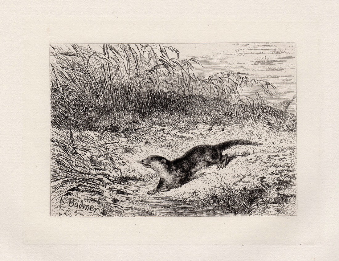 Karl Bodmer Otter 1872 etching (1 of 2)