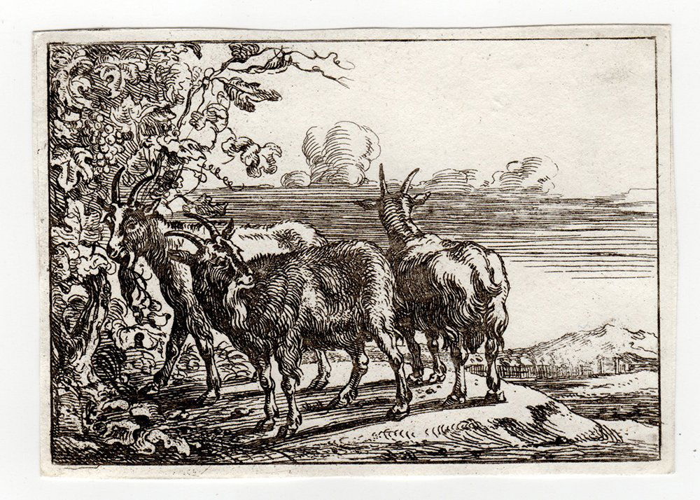 Theodor Van Kessel Goats etching: Theodor Van Kessel (Dutch, 1620 - 1660). " Goats " etching on wove paper from a series of animal etchings after designs of Flemish Painter Jan van den Hecke, 1654. Dimensions: 2 3/4 x 4inches. Comes w