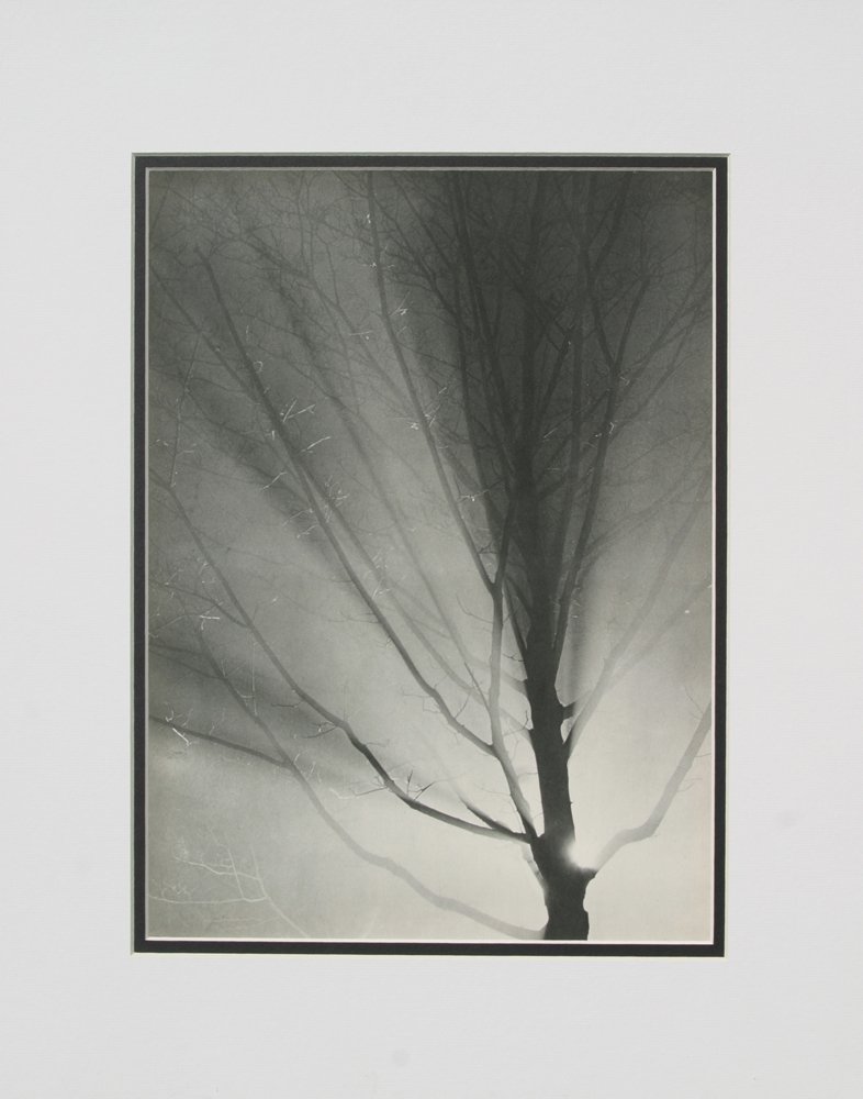 Brassai Photogravure 1930's Framed Trees: Brassai (1899-1984) "Trees" Heliogravure/Photogravure, 1937-1940. Double matted and framed in contemporary black frame. Framed dimensions 17 x 20 inches