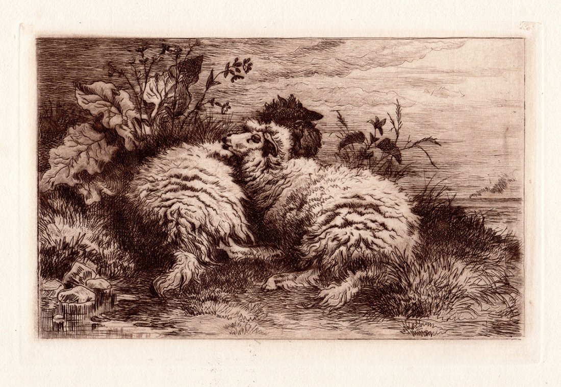 Cooper "Sheep" etching: Antique etching on thick laid paper by T. George Cooper "Sheep". This is not a modern reprint but was hand pulled from the copper plate in 1884. The strike is crisp and the lines are sharp. (Image siz