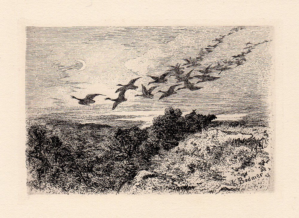 Bodmer "Wild Geese" etching: Antique etching on thick laid paper by Karl Bodmer "Wild Geese". This is not a modern reprint but was hand pulled from the copper plate in 1873. The strike is crisp and the lines are sharp. (Image siz