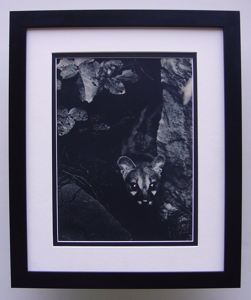 Brassai The Hunt photogravure framed: Brassai (1899-1984) "The Hunt: Animal in the woods" Photogravure, 1937-1940. Double matted and framed in contemporary black frame. Framed dimensions 17 x 21 inches. Comes with a Certificate of Authent