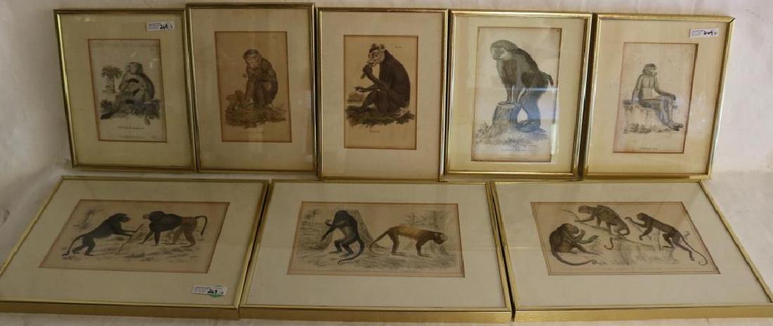 COLLECTION OF 8 FRAMED & GLAZED MONKEY PRINTS,: SOME HAND COLORED, 6" TO 7"H X 4" TO 8 1/2"W SIGHT