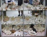 LARGE COLLECTION OF SEA SHELLS, CORAL, ETC. 10