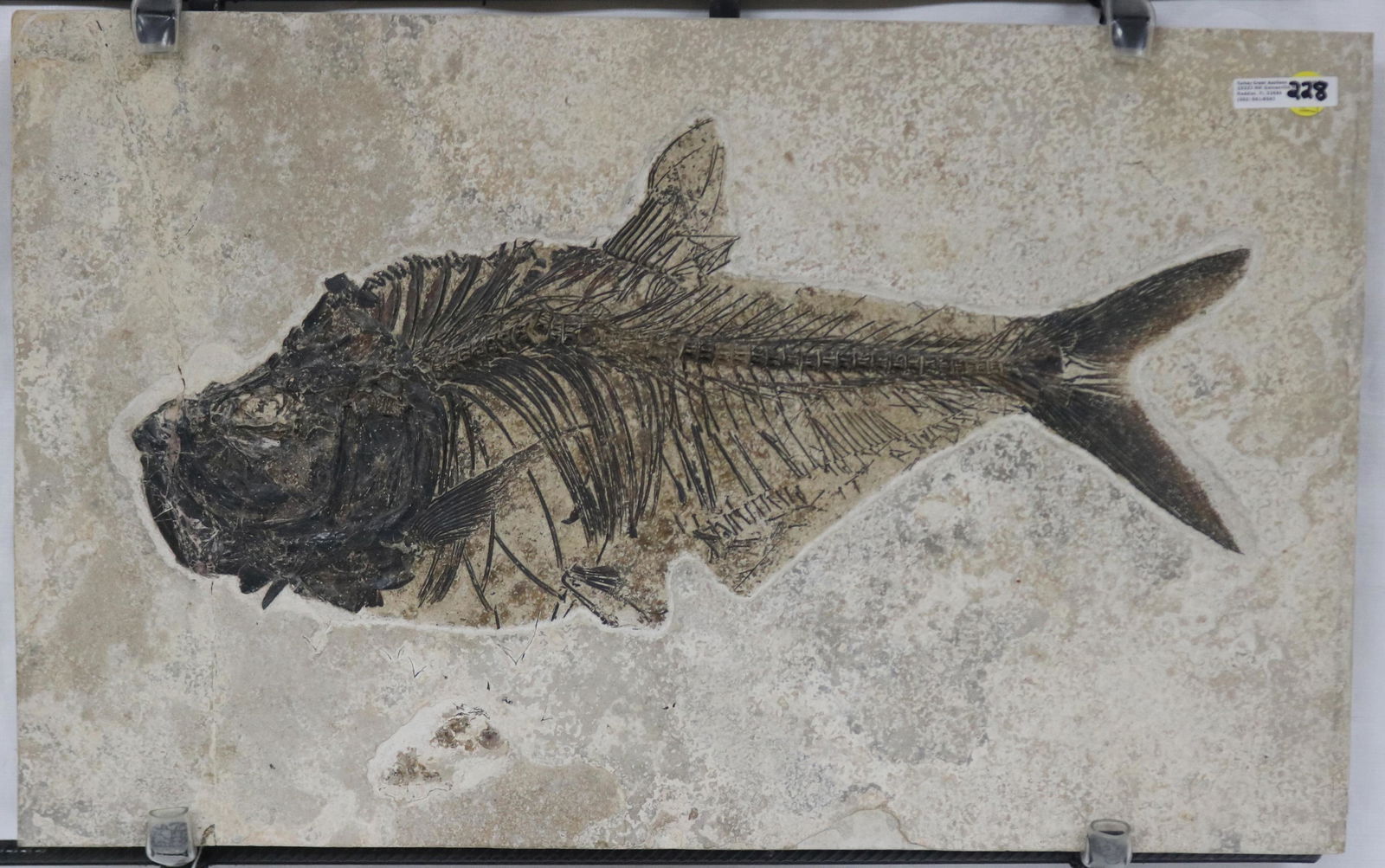 LARGE FOSSIL OF A FISH, DIPLOMYSTUS, FROM: WYOMING, APPROX. 40-50 MILLION YEARS OLD, NOT AUTHENTICATED, 14 1/4" H, 22 3/4" W, IN CUSTOM IRON FRAME
