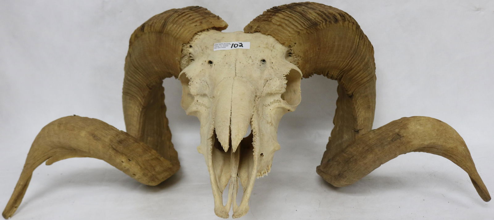 MOUNTAIN RAM SKULL & HORNS, 9 1/2" H, 24" W (1 of 2)