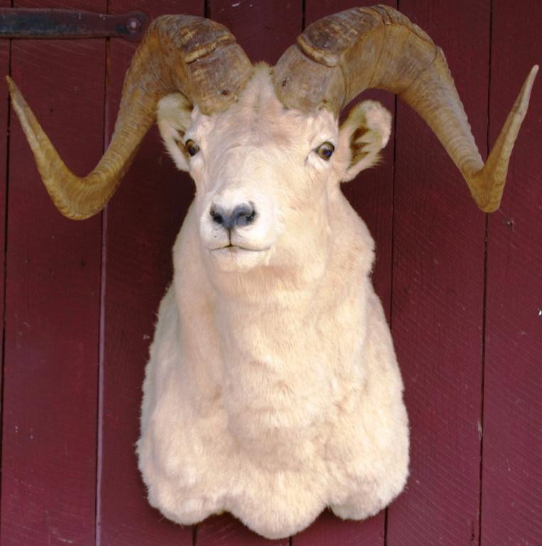 CUSTOM MOUNT OF A LONG HORN RAM,: 25" H, 22" W, 20