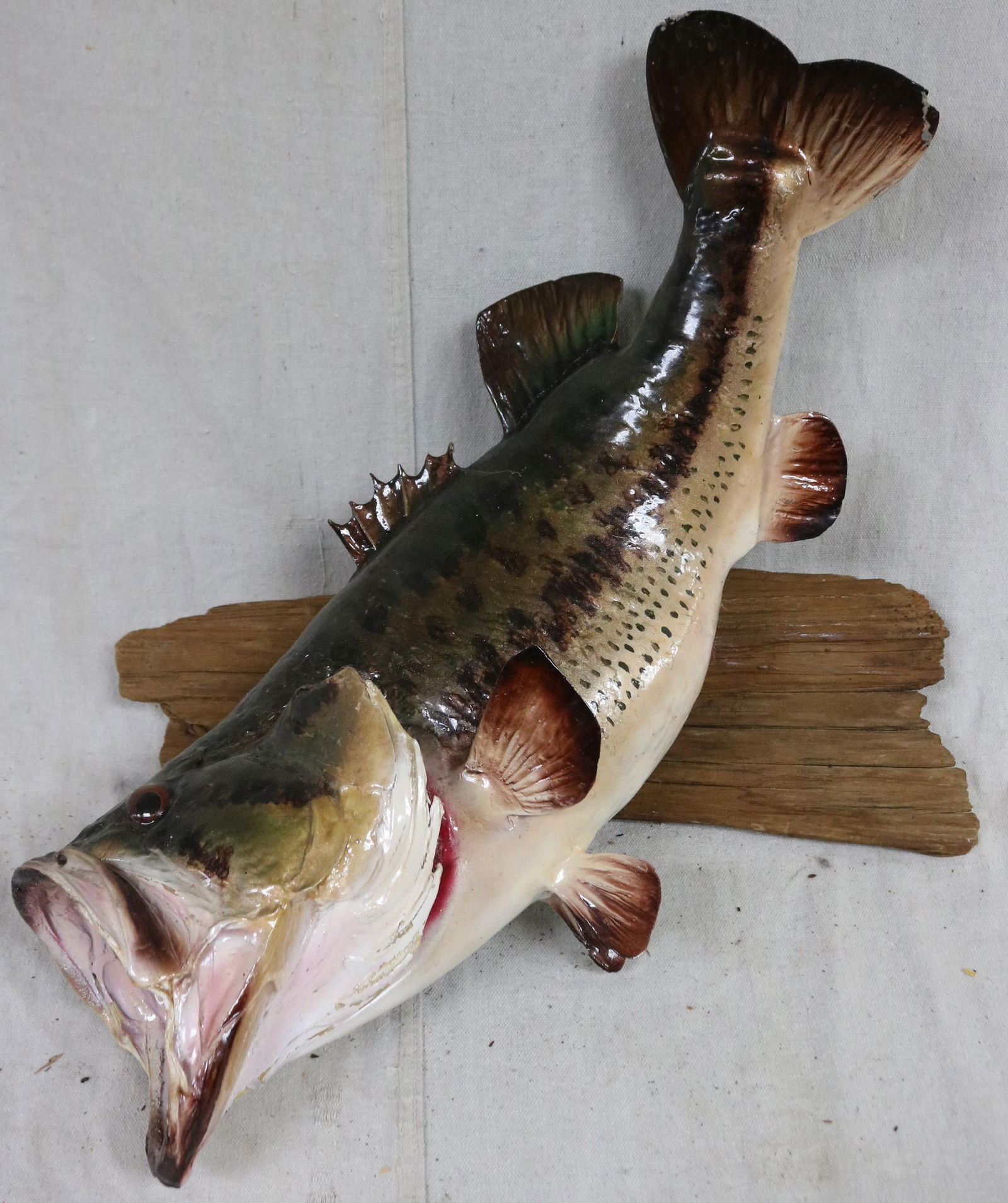 WALL MOUNTED LARGE MOUTH BASE, TAXIDERMY FISH, (1 of 1)