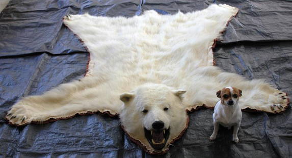 CANADIAN POLAR BEAR SKIN RUG: EXCELLENT OVERALL CONDITION, PURCHASED IN 1960s, 6' 8" X 63" NOTARIZED AFFIDAVIT STATING THAT SKIN WAS PROCURED BEFORE 1972 AND IS LEGAL FOR SALE, AVAILABLE AT REQUEST.