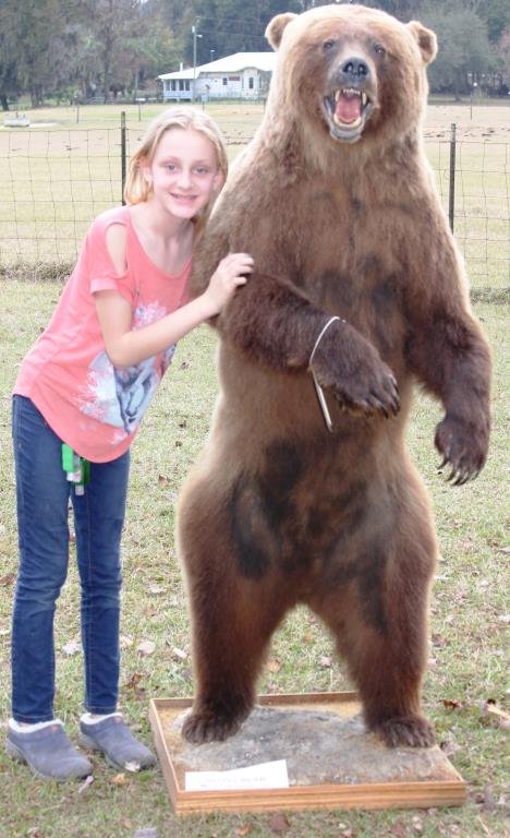 STANDING STUFFED & MOUNTED BROWN BEAR: 65" H, 20" W, 32" D, FLORIDA RESIDENTS ONLY, CANNOT SHIP