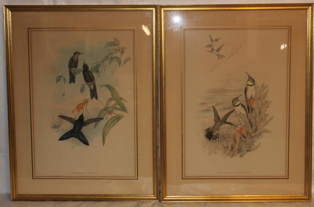 PAIR OF HAND COLORED BIRD LITHOGRAPHS,: BY JOHN GOULD, SHOWS SOME SLIGHT FOXING, 19" X 13" SIGHT