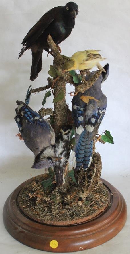 VICTORIAN BIRDS UNDER DOME: VARIOUS DOMESTIC BIRDS, BLUE BIRDS, CARDINAL, ETC., ALL ON WOODEN TREE_x000D_ 24" H X 12 1/2" D AT BASE