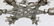 Pair of six-light star shaped ceiling fixtures - 3