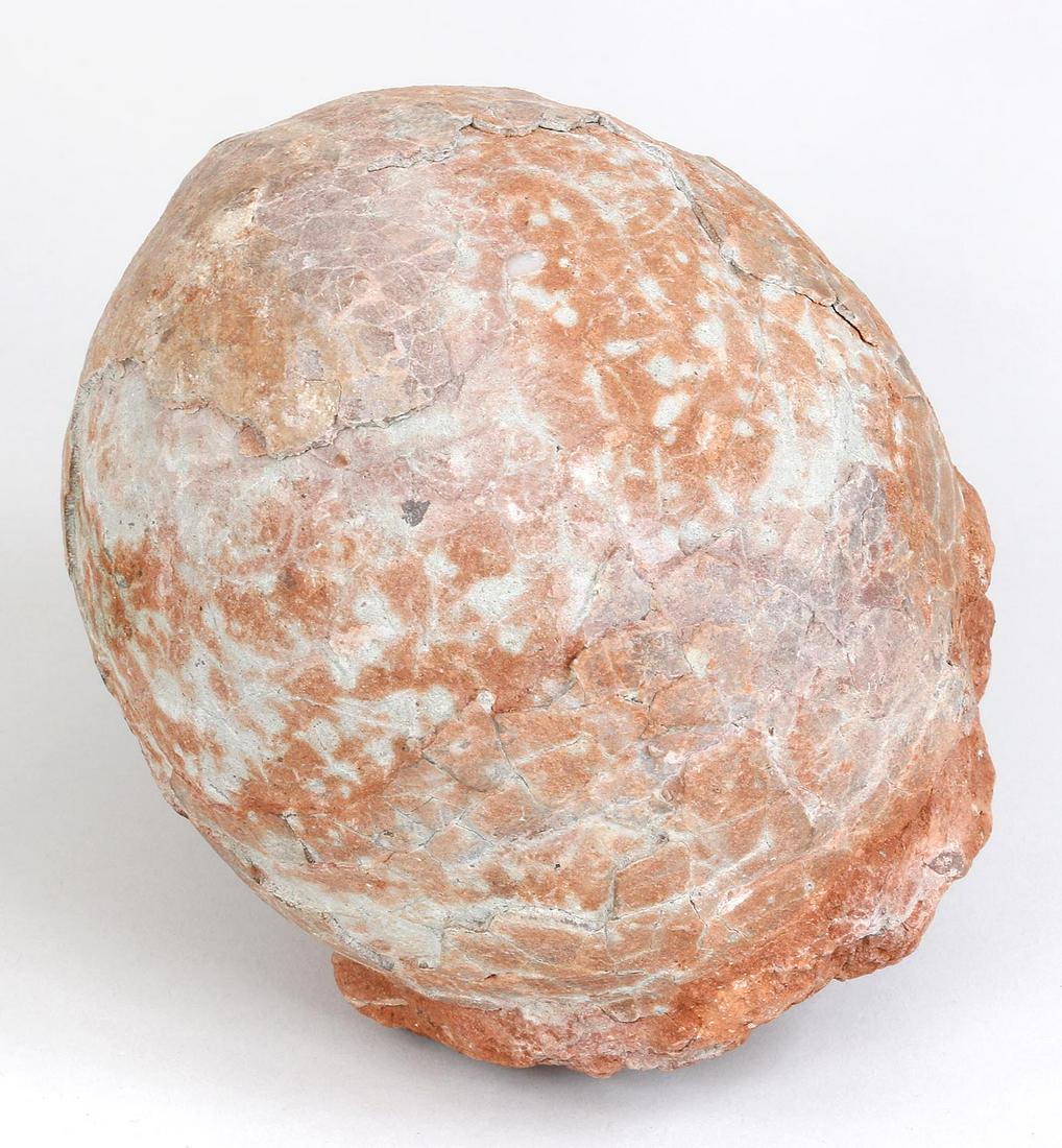 Fossilized dinosaur egg: Fossilized dinosaur egg. 5-1/4''h, 5-3/4''w, 5-1/2''d.