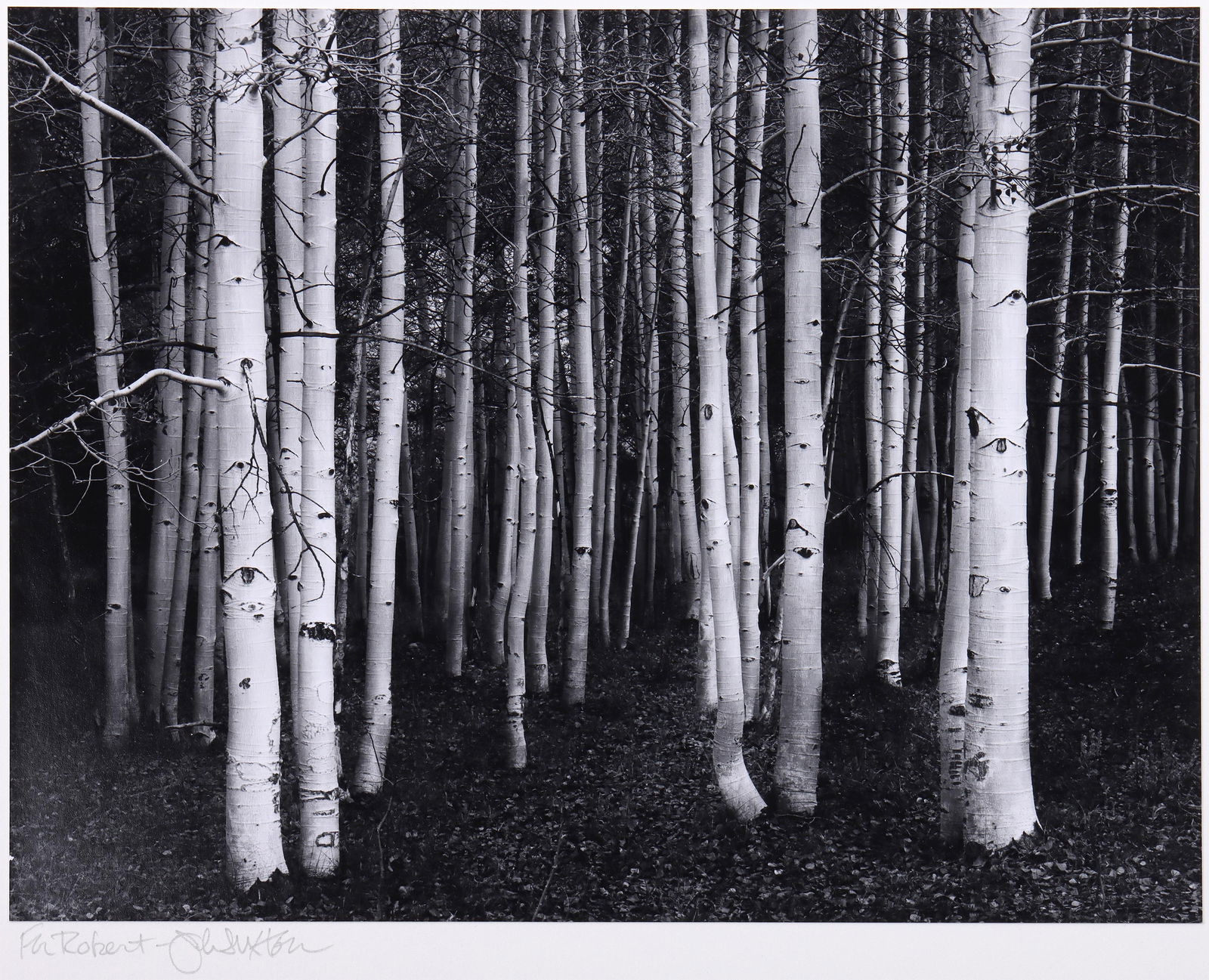 John Sexton (American b. 1953), "Aspens, Dusk", 1978: John SextonAmerican, b. 1953"Aspens, Dusk" (Conway Summit, California), 1978gelatin silver printprinted 1984, pencil signed and inscribed "To Robert" on mount lower left, artist's