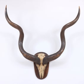 Abercrombie & Fitch Mounted Greater Kudu Horns and Skull Plate