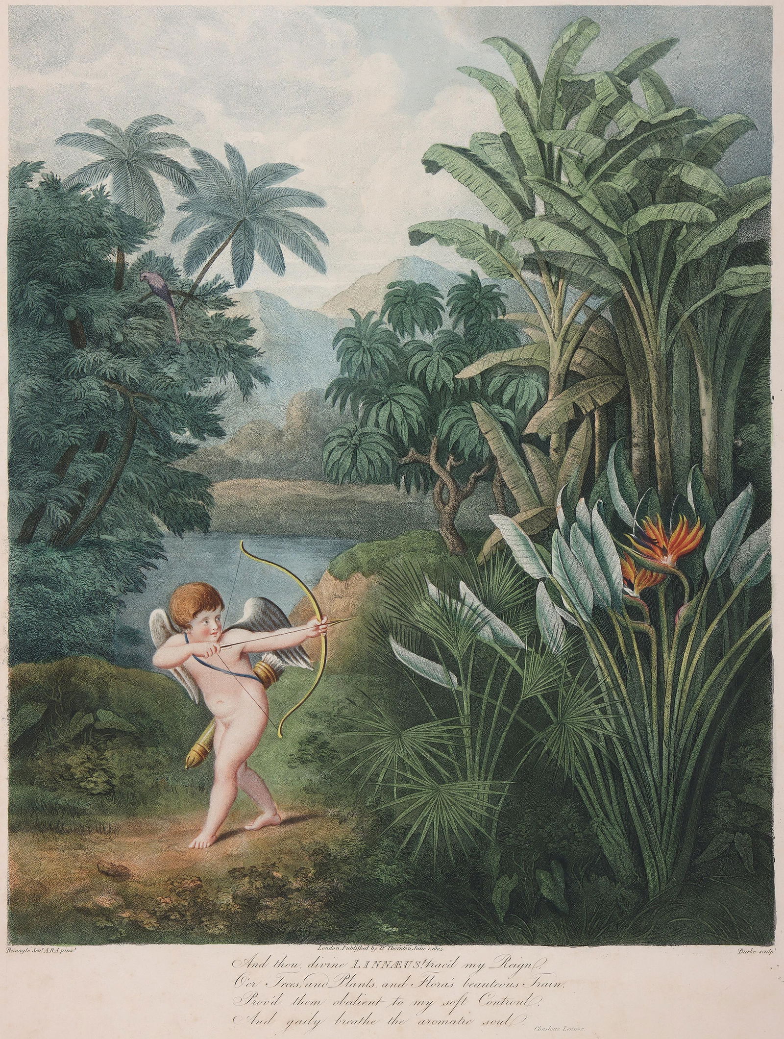 "Cupid Inspiring Plants with Love", Dr. Robert John Thornton after Reinagle: "And Thou Divine Linnaeus! (Cupid Inspiring Plants with Love)"Dr. Robert John Thornton (British, 1768-1837) after Philipp Reinagle (British, 1749-1833), hand-colored stipple engraving. Hinge