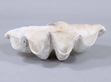Giant Clam Shell
