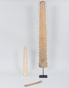 Group of (3) Sawfish Bills