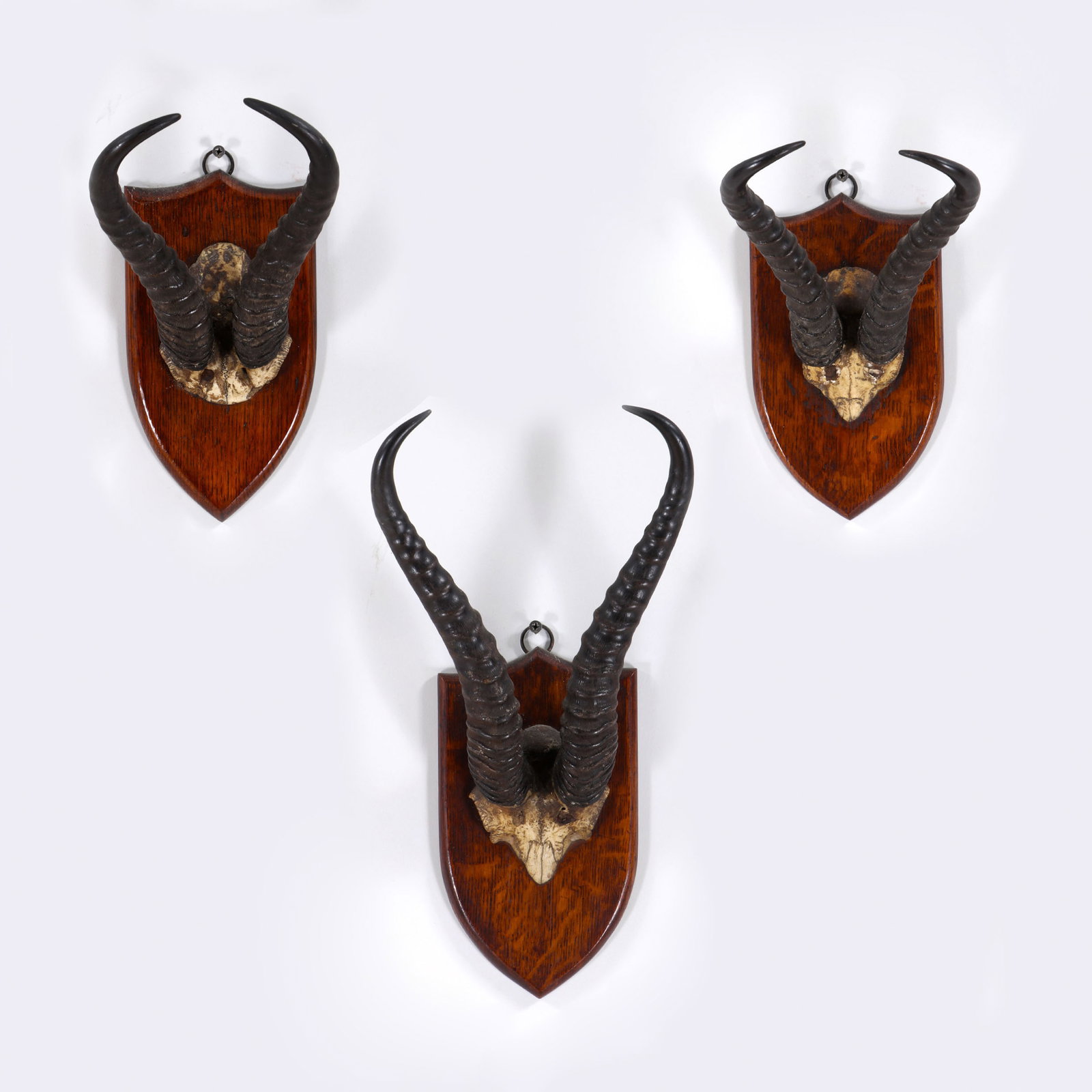 Victorian Antelope Horns, James Gardner, London, c. 1870s-1890s: Group of (3) Victorian Mounted Antelope Horns James Gardner, London, c. 1870s-1890s all having horns and skull cap mounted on a shield-form wood plaque, to include: (2) mounts with paper labels for Ja