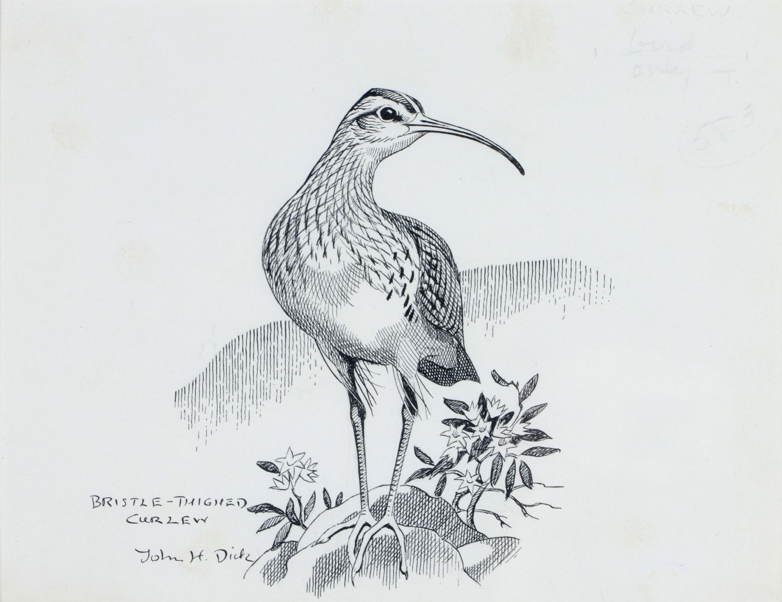 John Henry Dick (American, 1919-1995): John Henry DickAmerican, 1919-1995"Bristle-Thighed Curlew"pen and ink on illustration paperboardsigned and titled in ink at lower left, inscribed to board verso "pg. 100 a gathering of shore birds". M