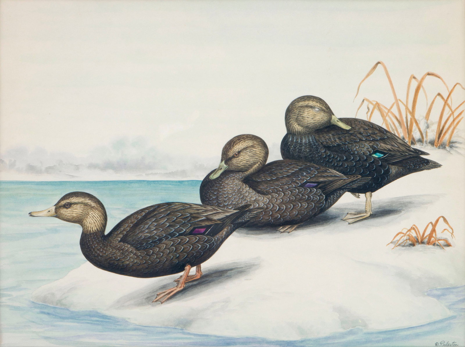 Dennis Puleston (British/American, 1905-2001): Dennis PulestonBritish/American (Long Island), 1905-2001American Black Duckswatercolor on Bainbridge illustration boardpencil signed "D. Puleston" lower right. Taped-mounted to mat back, matted and fr