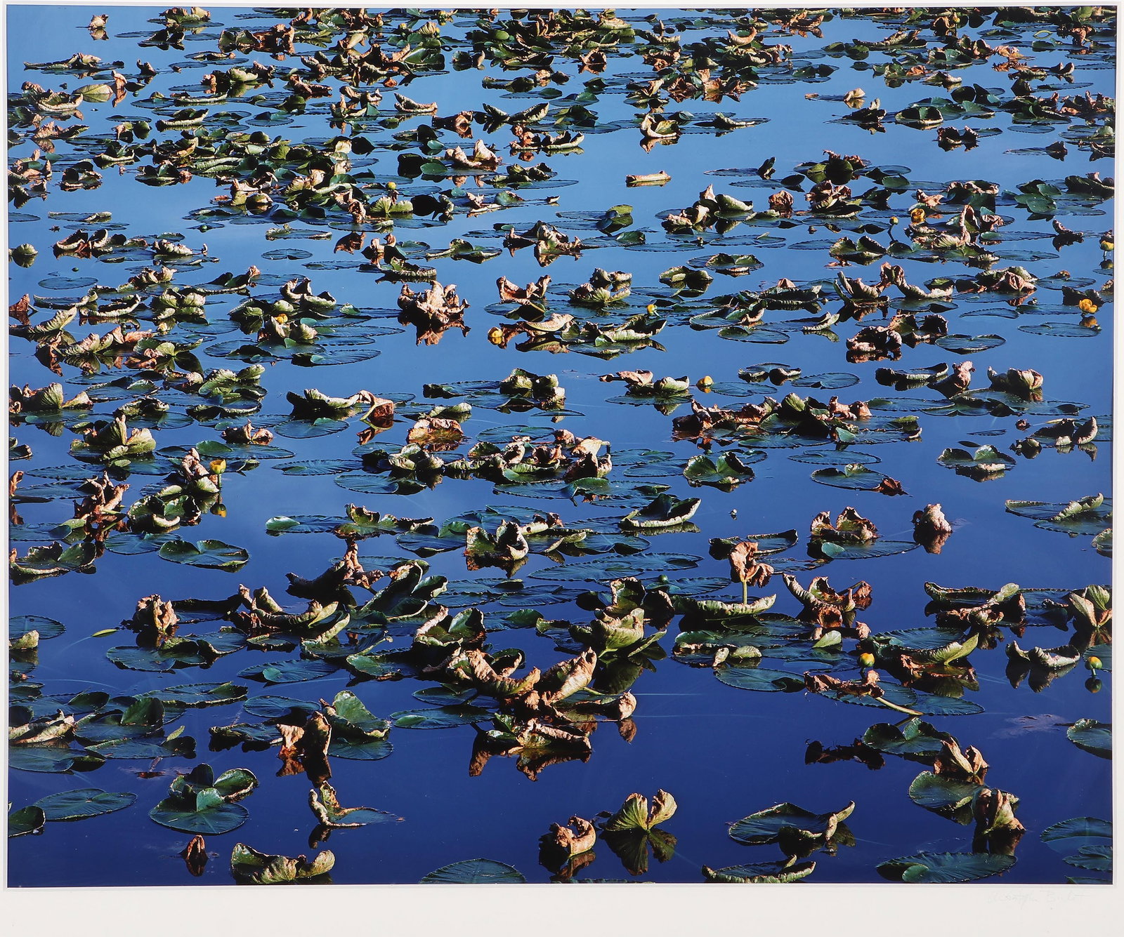Christopher Burkett (American, b. 1951): Christopher Burkett American, b. 1951 "Late Summer Pond, Oregon", 1992 cibachrome print printed in 1993, pencil signed on mat lower right, pencil signed, titled, numbered "print #2", and dated on lowe