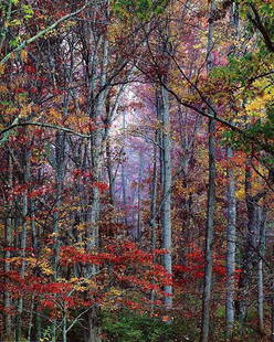 Christopher Burkett Photograph Signed: ARTIST - Christopher Burkett TITLE - Glowing Autumn Forrest, Virginia