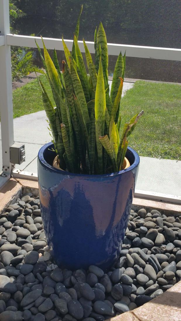 MOTHER IN LAWS TONGUE PLANT IN BLUE CERAMIC PLANTER (1 of 3)