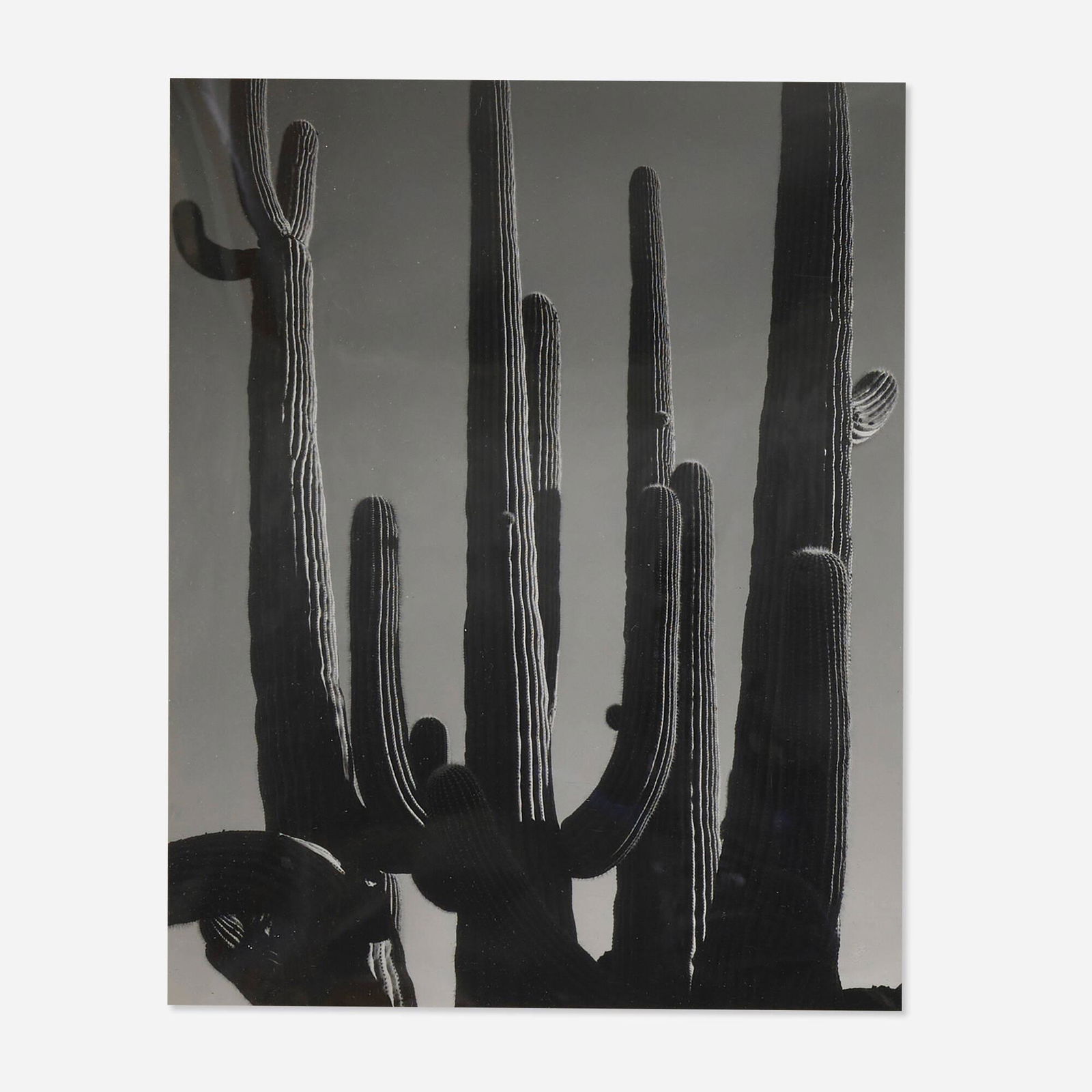Brett Weston, Saguaro, Arizona (1 of 4)