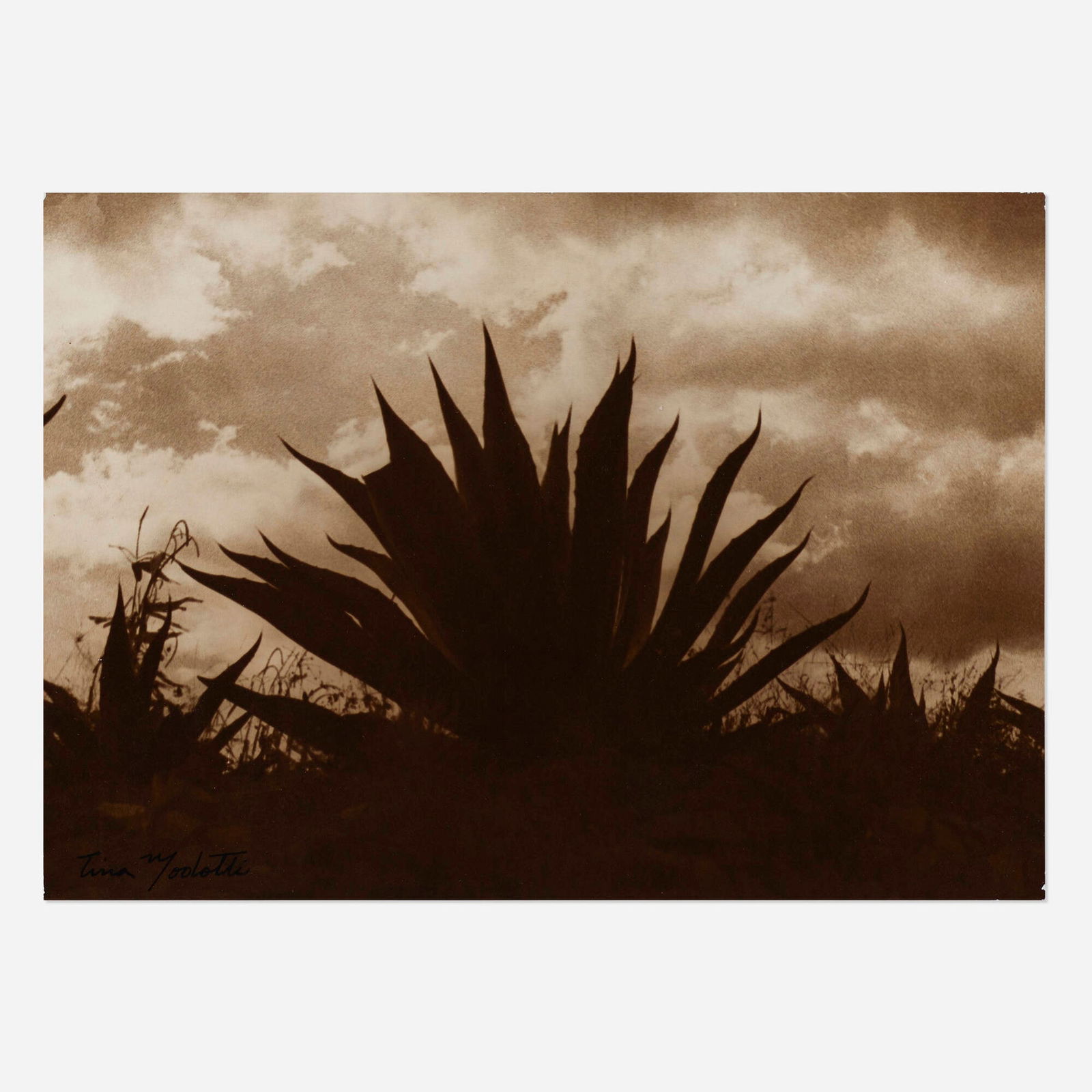 Tina Modotti, Untitled (Maguey) (1 of 3)
