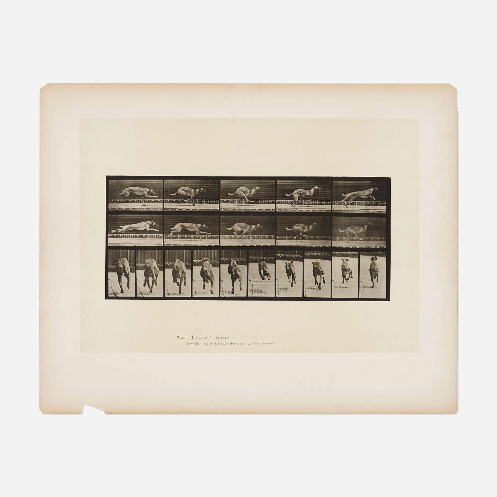 Eadweard Muybridge, Plate 708 (from the Animal Locomotion series) (1 of 3)