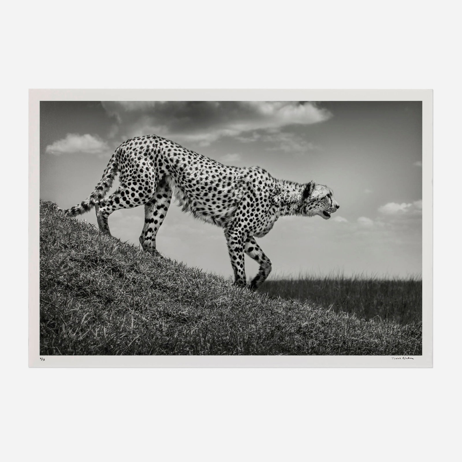 Michel Ghatan, The Hunt, Maasai Mara, Kenya (from the Predators series): Michel Ghatan The Hunt, Maasai Mara, Kenya (from the Predators series) 2021 pigment print image: 40 h x 60 w in (102 x 152 cm) sheet: 44 h x 64 w in (112 x 163 cm) Signed and numbered to low