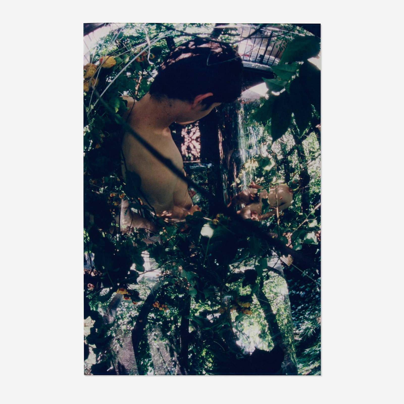 Guy Walker, Curving Patterns of a Leaf: Guy Walker Curving Patterns of a Leaf 2001 digital pigment print face-mounted to acrylic 23.25 h x 15.75 w in (59 x 40 cm) Signed, titled and dated to verso 'Guy Walker Curving Patterns of a Le
