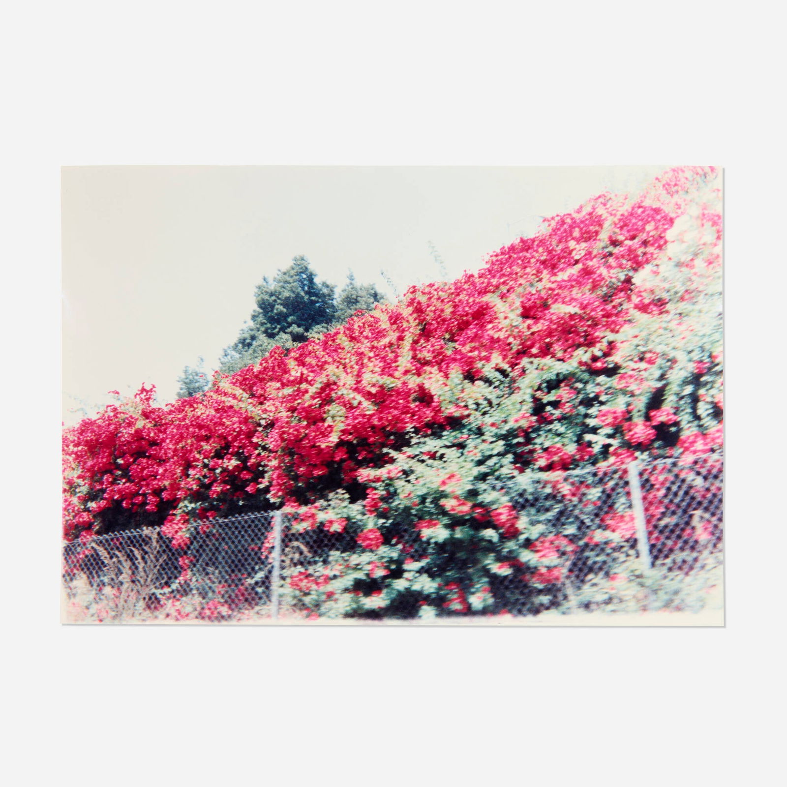 Jack Pierson, Bougainvillea in Hollywood (1 of 4)