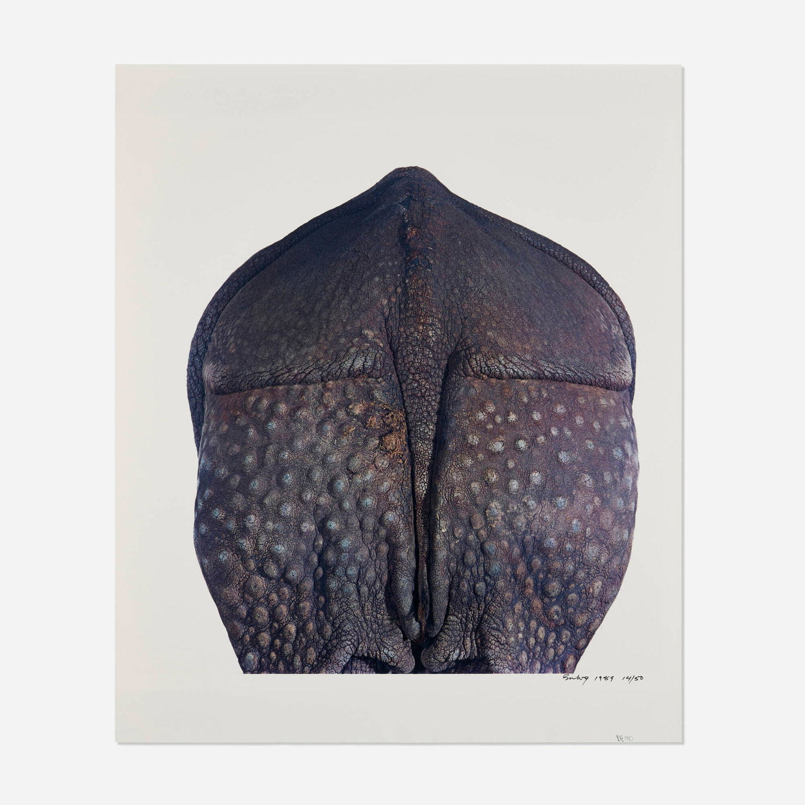 James Balog, Rhino, Indian (Rear): James Balog Rhino, Indian (Rear) 1989 C-print image: 17.75 h x 16 w in (45 x 41 cm) sheet: 23.75 h x 20 w in (60 x 51 cm) Signed, dated and numbered to lower margin 'Balog 1989 14/50 Demo'.
