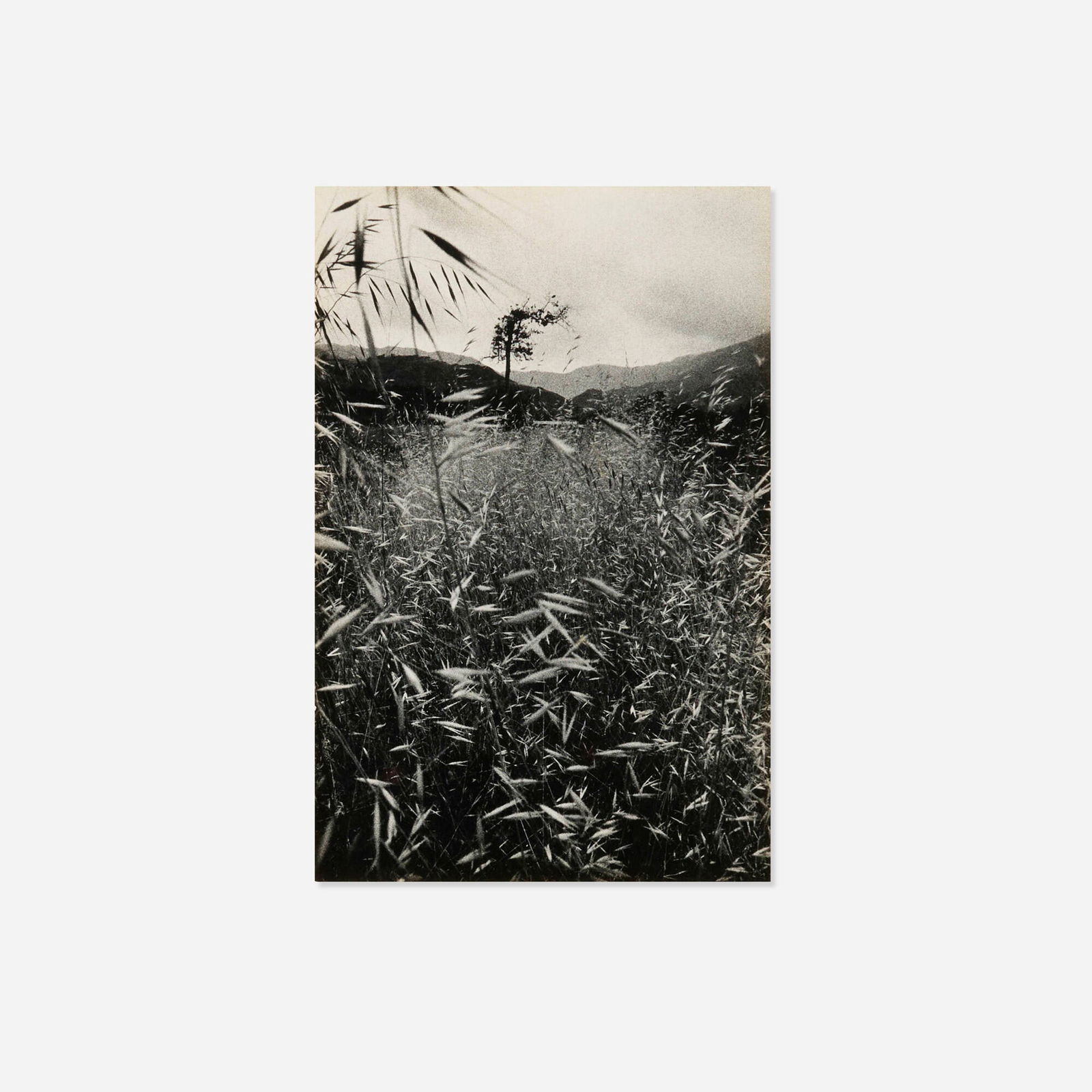 Ralph Gibson, Wheat Field (from the Somnambulist portfolio): Ralph Gibson Wheat Field (from the Somnambulist portfolio) 1965gelatin silver print image: 6.875 h x 4.25 w in (17 x 11 cm) mount: 11.5 h x 8.5 w in (29 x 22 cm) Signed and dated to mount '