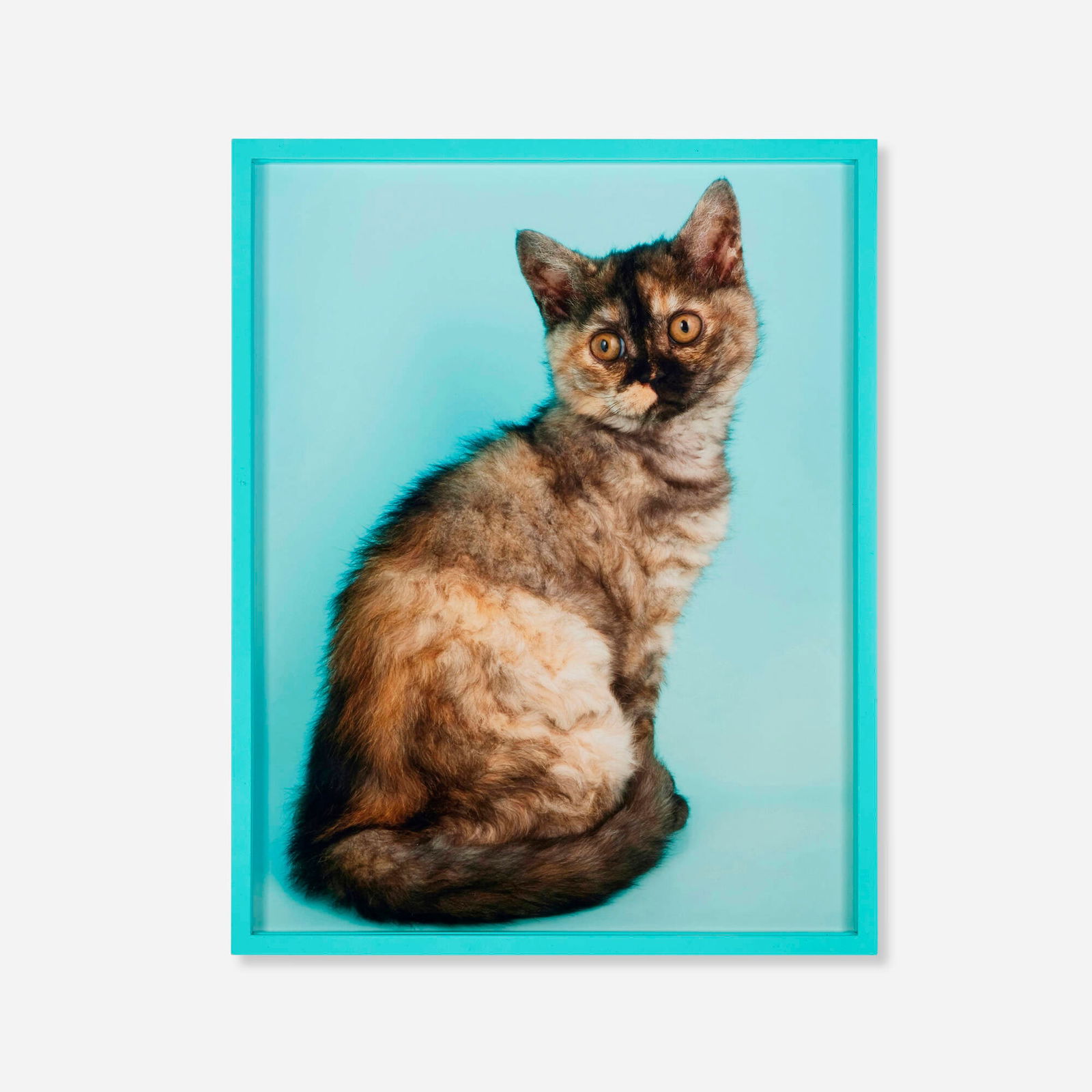 Elad Lassry, British Shorthair Tortie: Elad Lassry British Shorthair Tortie 2010C-print in artist's frame 14.500 h x 11.500 w x 1.500 d in (37 x 29 x 4 cm) This work is number 3 from the edition of 5. Provenance: