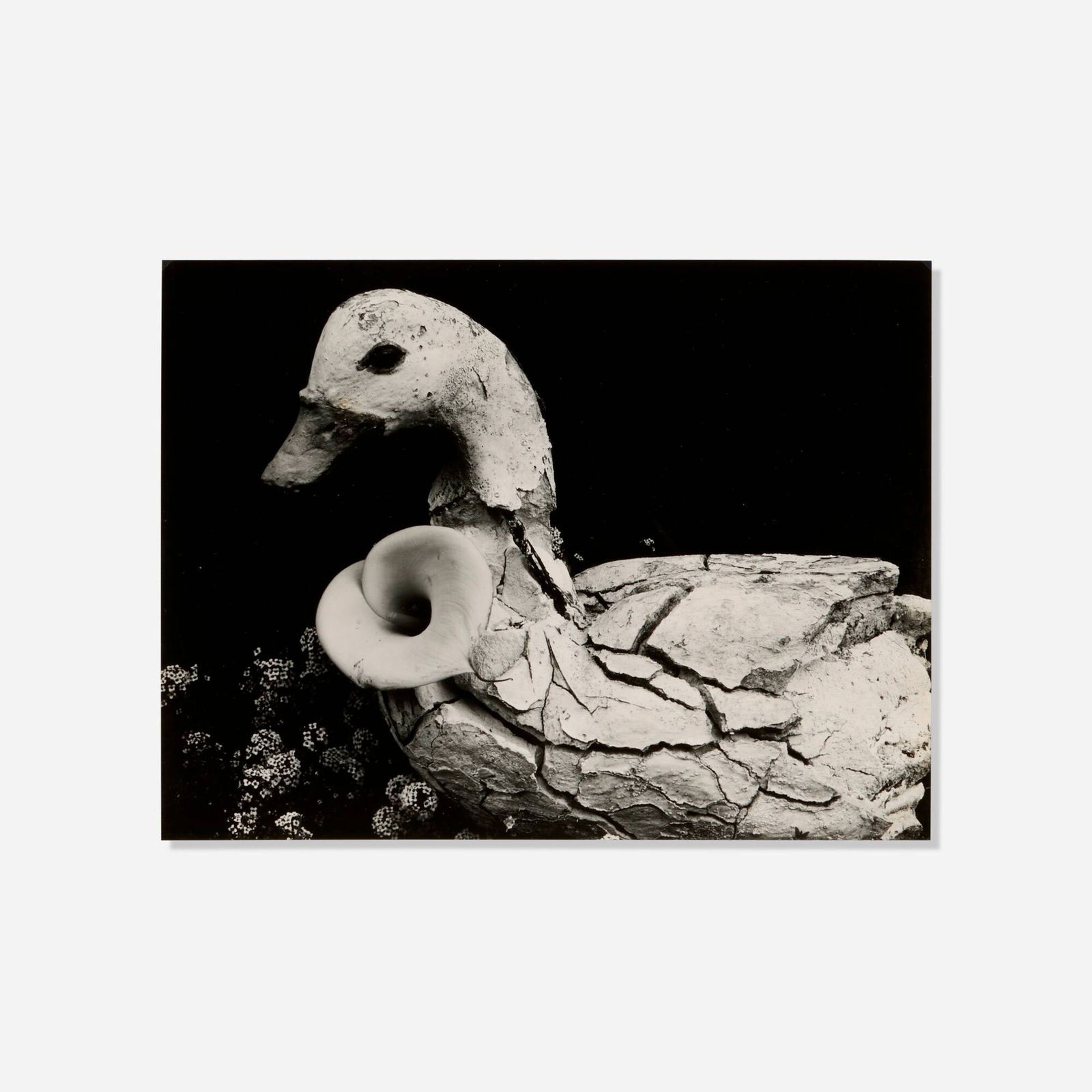 Edward Weston, Duck and Lily (1 of 4)