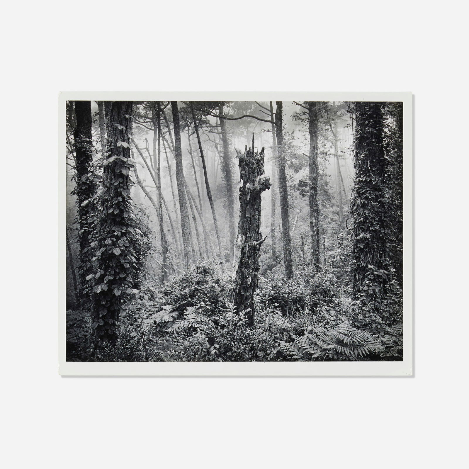 Wynn Bullock, Pebble Beach Forest #3 (1 of 4)